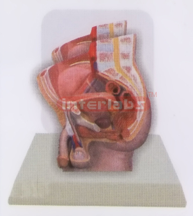 DESK-TYPE, MALE HEALTH URINARY PELVIS MODEL WITH DESCRIPTION PLATE